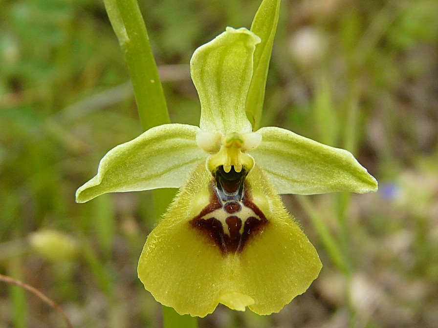 Ophrys lacaitae lojac.